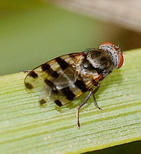 Réf. 299 338 : Ceroxys sp.